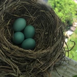 Meet your Posher, Anne